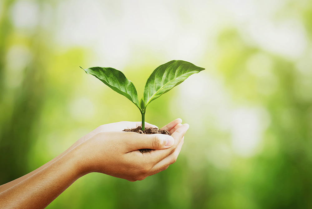 Hand holding young plant on green blur with sunshine background